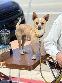 DIEGO -  Chiweenie and Fox Terrier Dog for Adoption in El Segundo, California - DIEGO | PetCurious