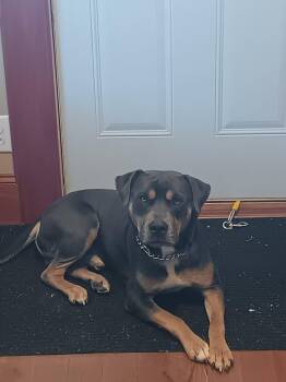 Maverick -  Terrier Dog for Adoption in Waterloo, Iowa - Maverick | PetCurious