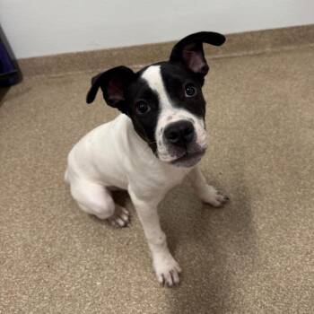 Fleck -  Mixed Breed Dog for Adoption in League City, Texas - Fleck | PetCurious