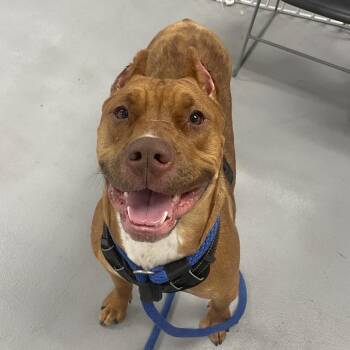 Mixed Breed Dogs Available for Adoption - Scar | PetCurious