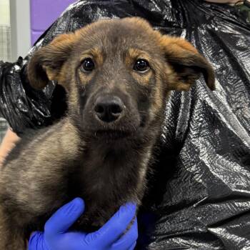 Shepherd and Mixed Breed Dogs Available for Adoption in Montgomery, Alabama - Nike | PetCurious