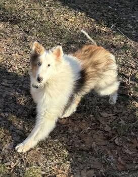 Shetland Sheepdog Sheltie Dogs Available for Adoption - Mackie | PetCurious