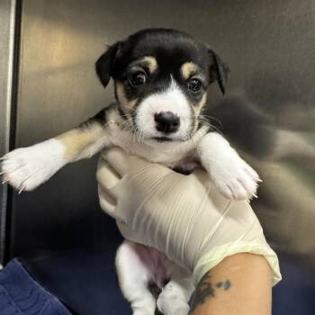 A1922187 -  Chihuahua and Terrier Dog for Adoption in Thousand Palms, California - A1922187 | PetCurious
