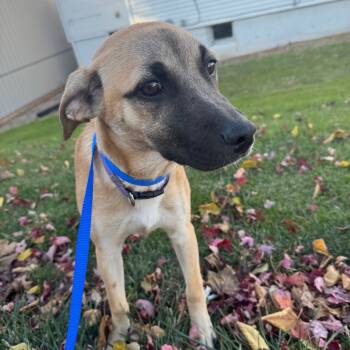 Rescue Catahoula Leopard Dog Dogs for Adoption in Grinnell, Iowa - Willow | PetCurious