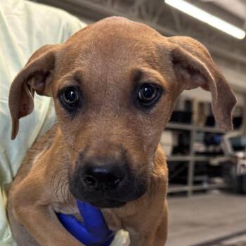 Regina -  Mixed Breed Dog for Adoption in Las Cruces, New Mexico - Regina | PetCurious