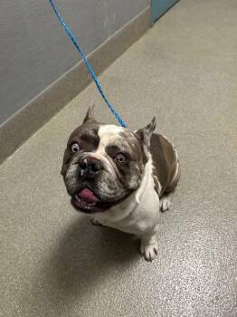 American Bulldog and French Bulldog Dogs Available for Adoption in Las Vegas, Nevada - BEANBAG | PetCurious