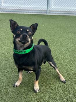 Odie -  Chihuahua Dog for Adoption in New Albany, Ohio - Odie | PetCurious
