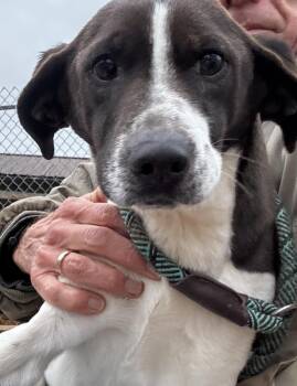 Anatolian Shepherd and Australian Cattle Dog Blue Heeler Dogs Available for Adoption - Bella | PetCurious