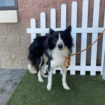 A614654 -  Border Collie Dog for Adoption in Modesto, California - A614654 | PetCurious