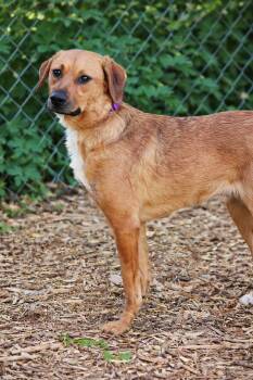 Collie and Labrador Retriever Dogs Available for Adoption - Niklas | PetCurious