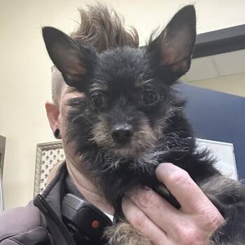 Millie -  Yorkshire Terrier Dog for Adoption in Galveston, Texas - Millie | PetCurious
