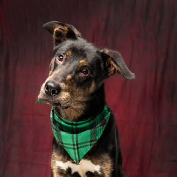 Rescue Mixed Breed Dogs for Adoption in Atlanta, Georgia - Brikle | PetCurious