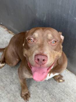 Velvet -  Pit Bull Terrier Dog for Adoption in Chicago, Illinois - Velvet | PetCurious