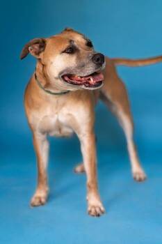 BAMBI -  Mixed Breed Dog for Adoption in Pegram, Tennessee - BAMBI | PetCurious