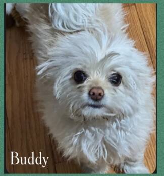 Rescue Maltese and Poodle Dogs for Adoption in Dalton, Georgia - Buddy | PetCurious