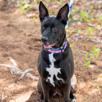 Coco -  Mixed Breed Dog for Adoption in Kennebunk, Maine - Coco | PetCurious