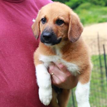 CT Kors -  Labrador Retriever and Mixed Breed Dog for Adoption in Stormville, New York - CT Kors | PetCurious