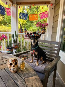 PeeWee -  Chihuahua and Miniature Pinscher Dog for Adoption in Wilmington, North Carolina - PeeWee | PetCurious