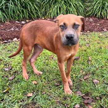 Scrappy Doo -  Pit Bull Terrier Dog for Adoption in Valdosta, Georgia - Scrappy Doo | PetCurious