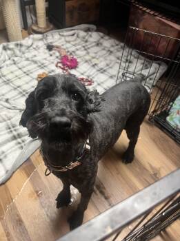 English Springer Spaniel and Poodle Dogs Available for Adoption - Eliza | PetCurious