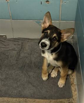 German Shepherd Dog and Mixed Breed Dogs Available for Adoption - ERNESTO | PetCurious