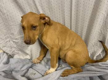 Vizsla and Mixed Breed Dogs Available for Adoption in Modesto, California - SCOOBY | PetCurious