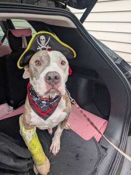 Rescue American Bulldog Dogs for Adoption in Longview, Texas - Rocky | PetCurious