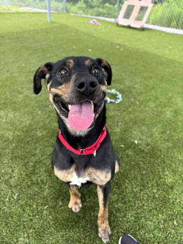 Rescue Mixed Breed Dogs for Adoption in Shelburne, Vermont - Bolt | PetCurious