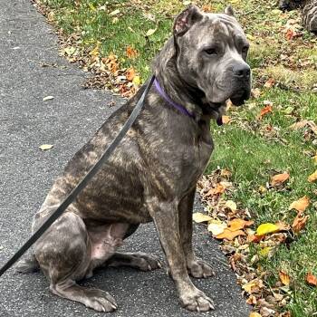 Rescue Cane Corso Dogs for Adoption in Manchester, Pennsylvania - Odin | PetCurious