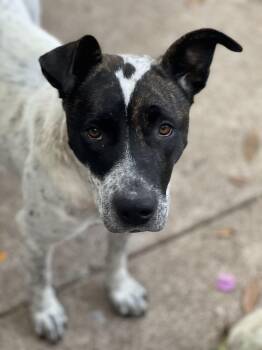 Rescue Australian Cattle Dog Blue Heeler and American Bulldog Dogs for Adoption in Los Angeles, California - Journey | PetCurious