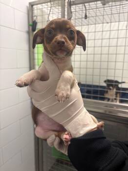 Chimera -  Dachshund and Chihuahua Dog for Adoption in Houston, Texas - Chimera | PetCurious
