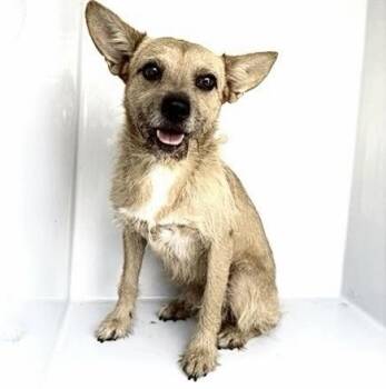 A660922 -  Border Terrier Dog for Adoption in Houston, Texas - A660922 | PetCurious