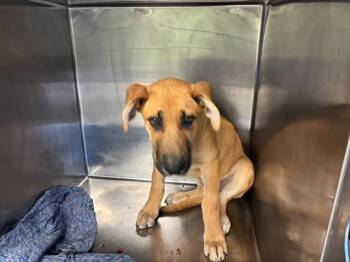 German Shepherd Dog and Mixed Breed Dogs Available for Adoption in Grand Prairie, Texas - MALIBU | PetCurious