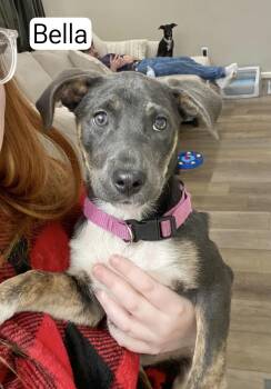 Hound Dogs Available for Adoption in Manchester, Connecticut - Bella | PetCurious