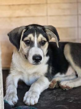 Trip -  Border Collie and German Shepherd Dog Dog for Adoption in Beavercreek, Oregon - Trip | PetCurious