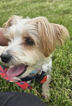 Miniature Poodle and Yorkshire Terrier Dogs Available for Adoption in Columbia, Missouri - Milo | PetCurious