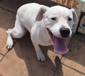 Noella -  Terrier and Mixed Breed Dog for Adoption in Shreveport, Louisiana - Noella | PetCurious