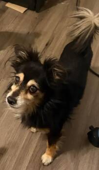 Rocky -  Chihuahua Dog for Adoption in Albuquerque, New Mexico - Rocky | PetCurious