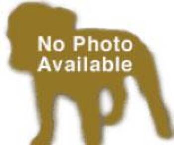 Ic 7 Rowdy -  Siberian Husky Dog for Adoption in Lawrenceville, Georgia - Ic 7 Rowdy | PetCurious