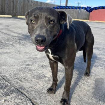 Boomer -  American Staffordshire Terrier and Mixed Breed Dog for Adoption in Lake Jackson, Texas - Boomer | PetCurious