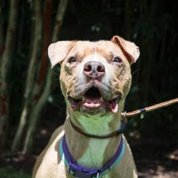 Bill -  Pit Bull Terrier Dog for Adoption in Houston, Texas - Bill | PetCurious
