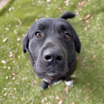 Mixed Breed Dogs Available for Adoption in Milton, Florida - Kenny | PetCurious