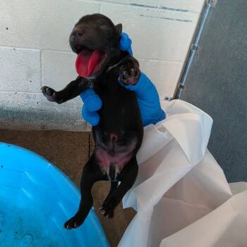Suz 4 -  Boston Terrier and Mixed Breed Dog for Adoption in Edinburg, Texas - Suz 4 | PetCurious