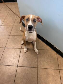 Samantha -  Cane Corso and Pit Bull Terrier Dog for Adoption in Marion, Ohio - Samantha | PetCurious