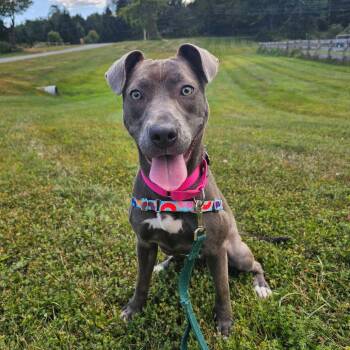 Rescue Mixed Breed Dogs for Adoption in Reading, Vermont - Enola Jane | PetCurious