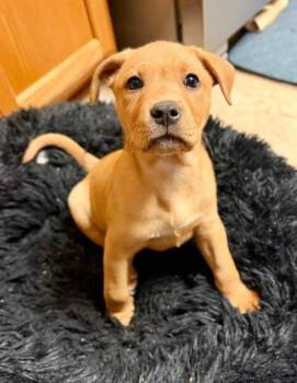 Pit Bull Terrier and Mixed Breed Dogs Available for Adoption in Malvern, Pennsylvania - BooBoo | PetCurious