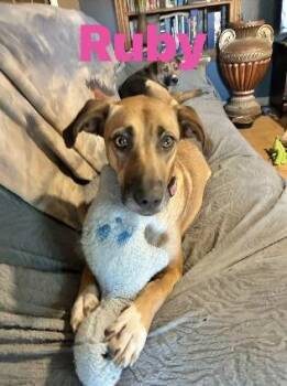 Great Dane Dogs Available for Adoption in Manchester, Connecticut - Ruby | PetCurious