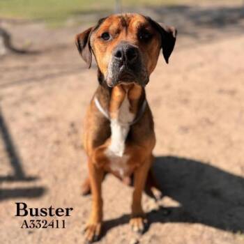 BUSTER -  Rottweiler and Mixed Breed Dog for Adoption in Conroe, Texas - BUSTER | PetCurious