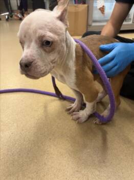 PILLOW PET -  French Bulldog and Mixed Breed Dog for Adoption in Derwood, Maryland - PILLOW PET | PetCurious