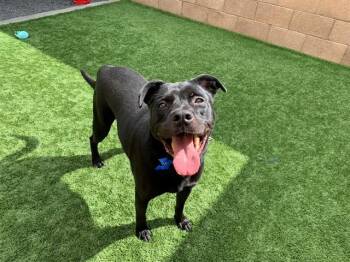 Rescue Black Labrador Retriever Dogs for Adoption in San Marcos, California - URGENT! SAVE ME PLEASE! Andy -ID#A545176 | PetCurious